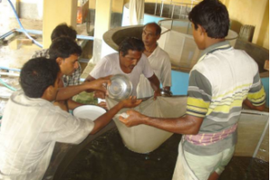 Aquaculture for the rural poor in Sundarban, West Bengal, India